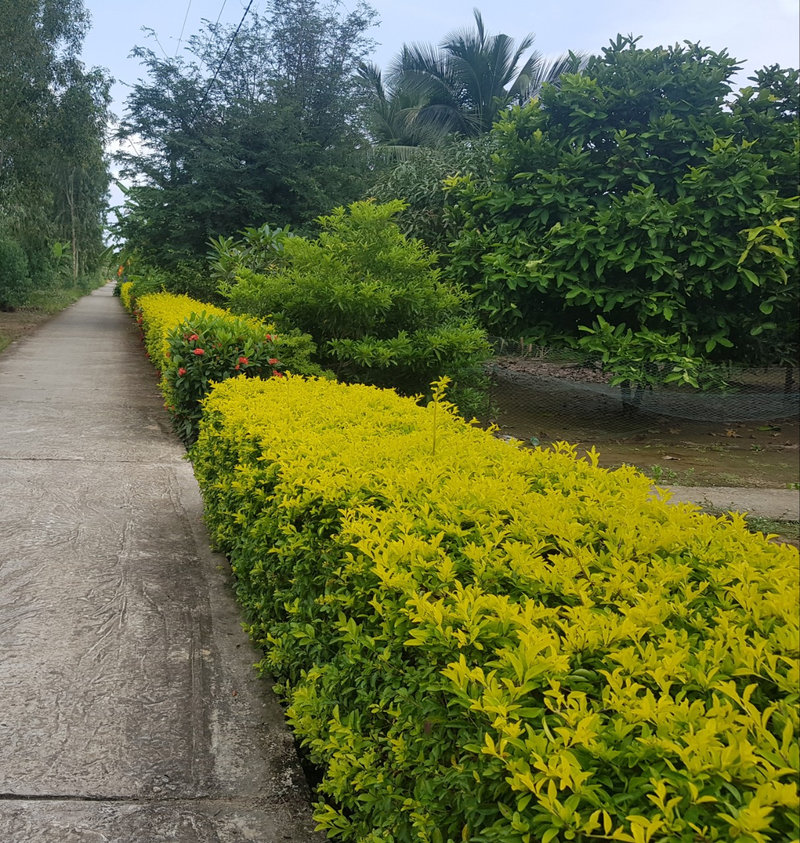 mô hình hàng rao.jpg